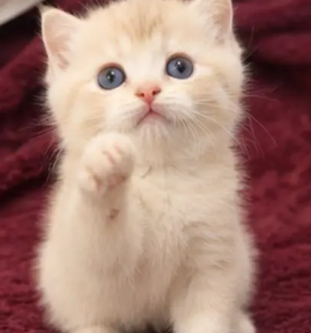 قطط سكوتش فولد Scottish fold