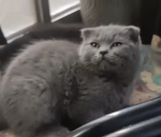 Scottish fold blue Male