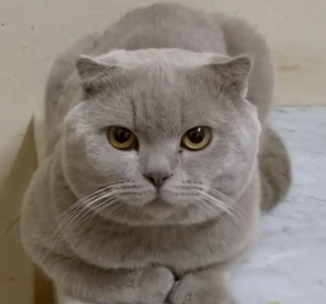 Scottish fold lilac Male Alpha