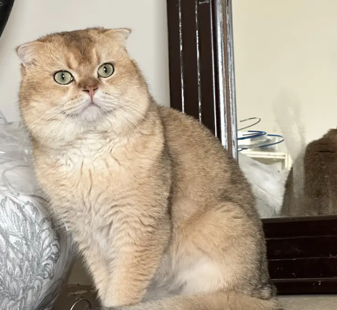 Gold Scottishfold Alpha Male
