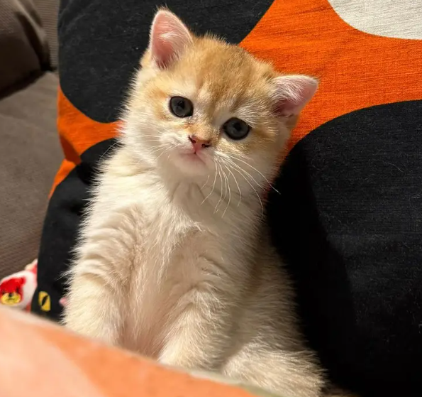 Golden british shorthair kitten