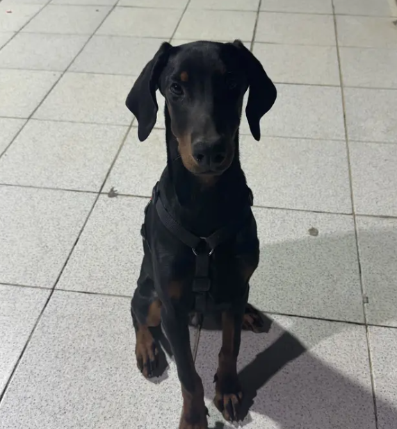 Male Doberman, 8 months old