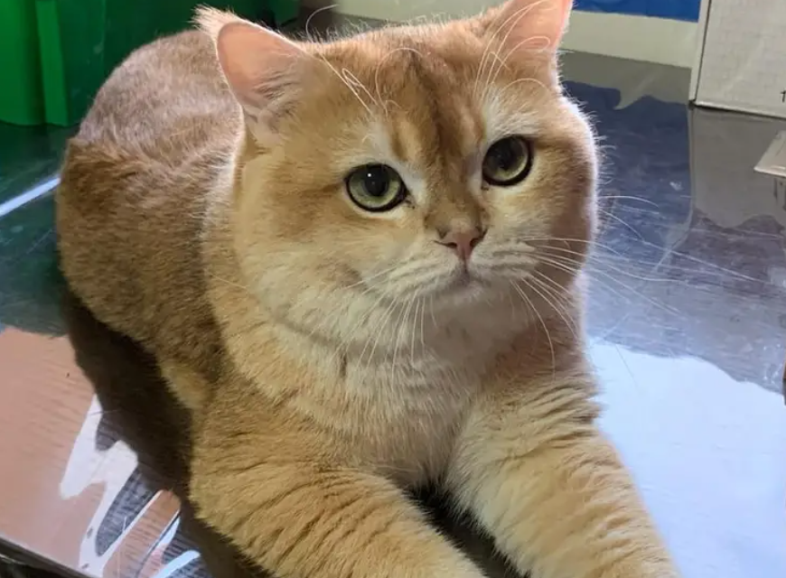 Gold Male cat