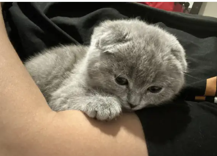 Scottish fold kitten Male