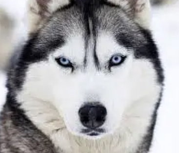 Siberian husky