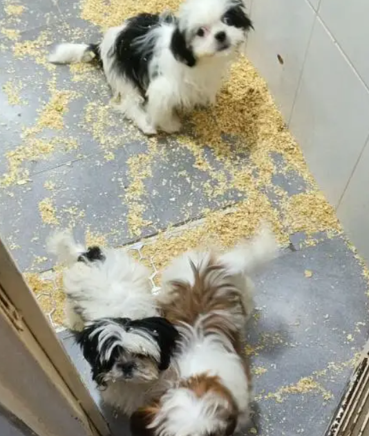 Sizzu for sale
