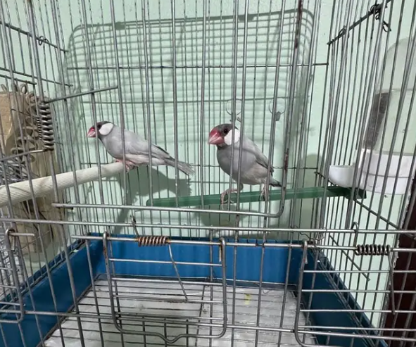 Best & Beautiful Birds for sale
