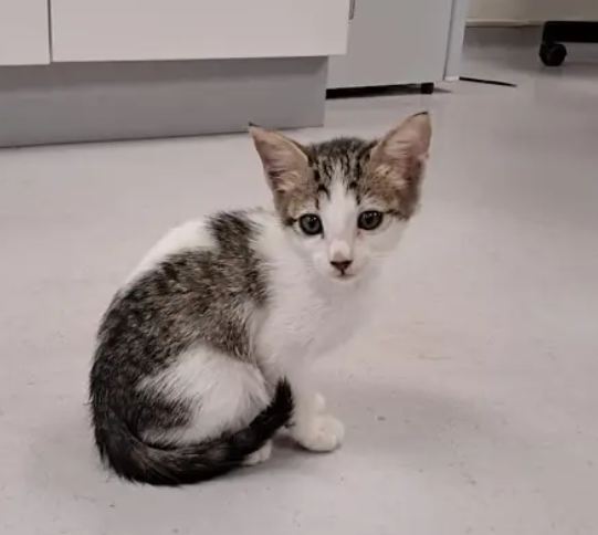 kitten for free adoption!