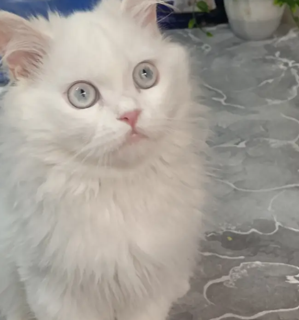 Persian cat (doll face type)