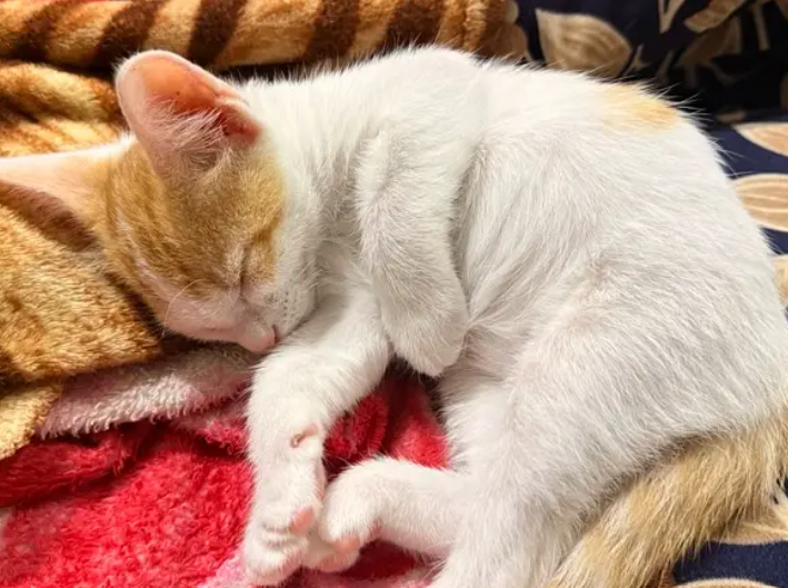 orange and white cat