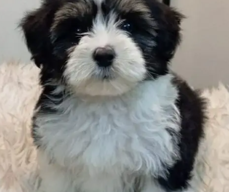 puppy shih tzu