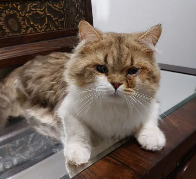 Male shirazi cat for adoption