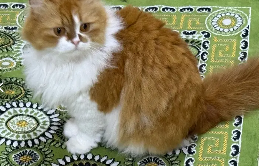 Beautiful Persian Cat for Adoption
