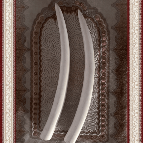 قطعتان من عاج ناب الفيل