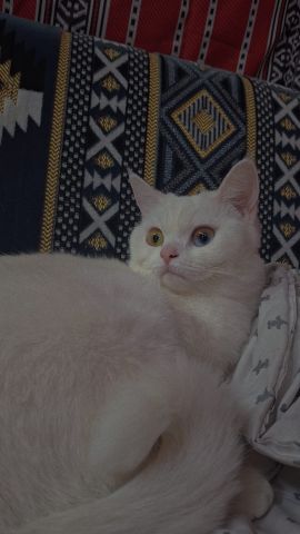 قطة للبيع في السالمية