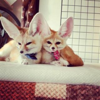 fennec foxes for sale kuwait