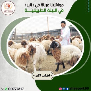 غنام لتوصيل وتجهيز الذبائح بالكويت