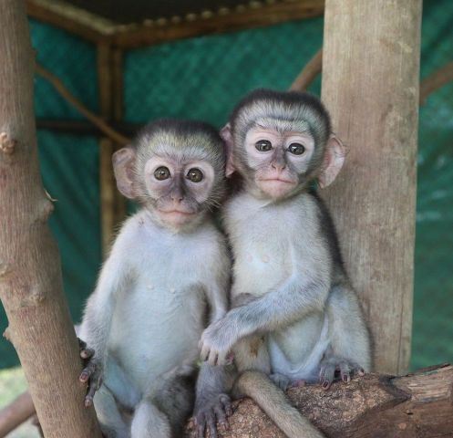 cappuchin monkey for sale - Kuwait
