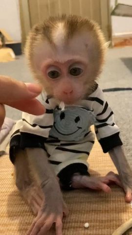 capuchin monkeys for sale - Kuwait