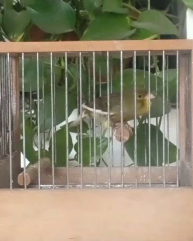 كانطزر اسبانى للبيع بالدار البيضاء