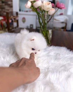 Priceless white pomeranian puppy ,contact whatsapp :+17162020709 - Farwaniya