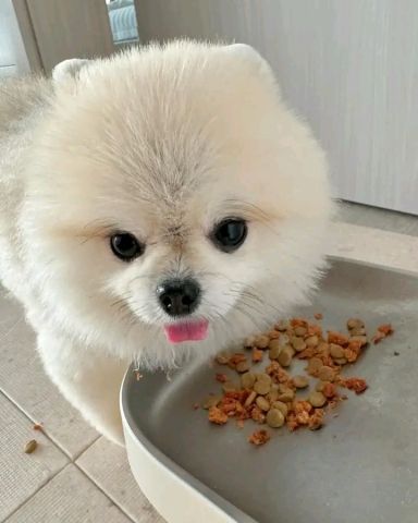 Pomeranian puppy for sale - Kuwait