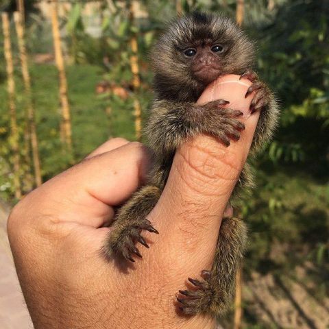 Pygmy marmoset monkey available - gf