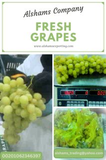Fresh grapes -