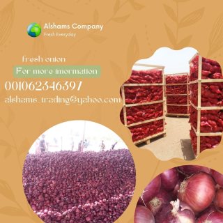 Fresh onion -