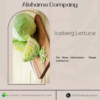 Iceberg lettuce -