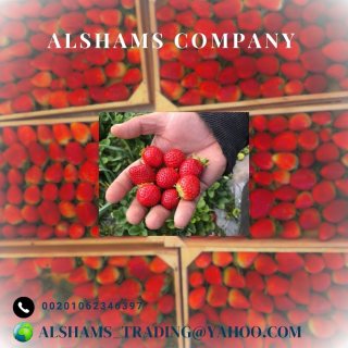 Fresh strawberry -