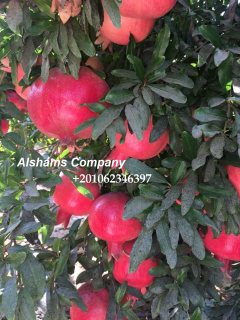 Fresh pomegranate -