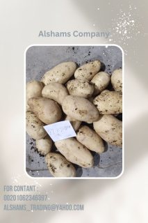Fresh potatoes
