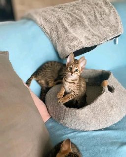 Savana kittens بالفراونية