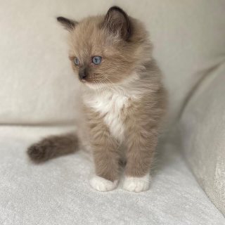 Al farwaniyah  kittens للبيع