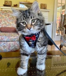 siberian kittens بالفراونية