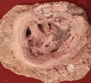 مستحاتة رجل سلوريات من حقبة قديمة مراكش