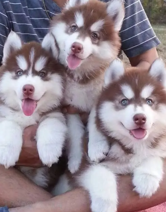 Stunning Red Siberian Huskies for sale in Baabda