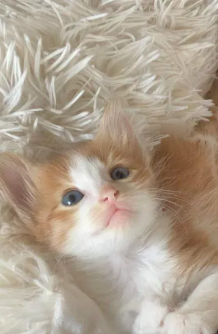 MIXED BREED KITTENS for sale in Metn