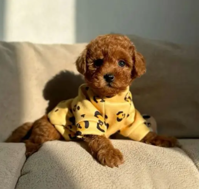 Charming Toy Poodle Puppies for sale in Beirut