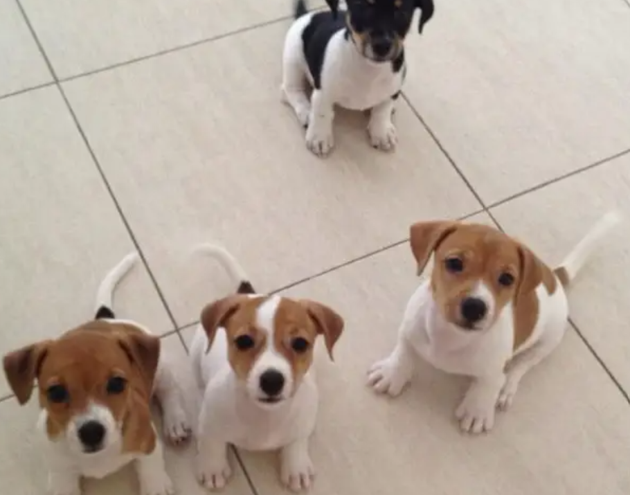 Puppies for sale in Metn