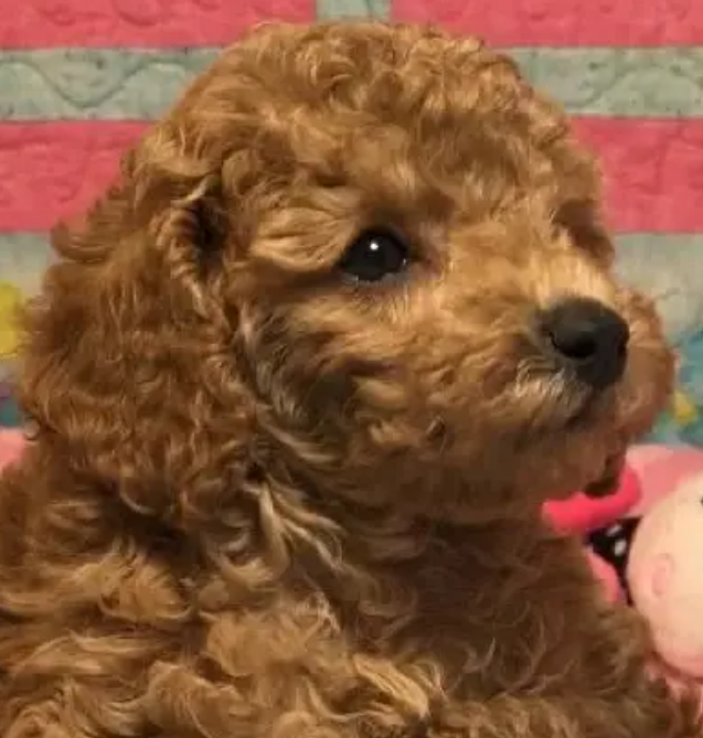 Puppies for sale in Metn