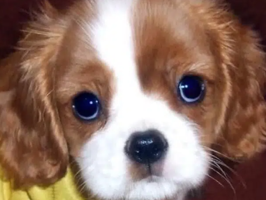 king charles puppy for sale in Metn