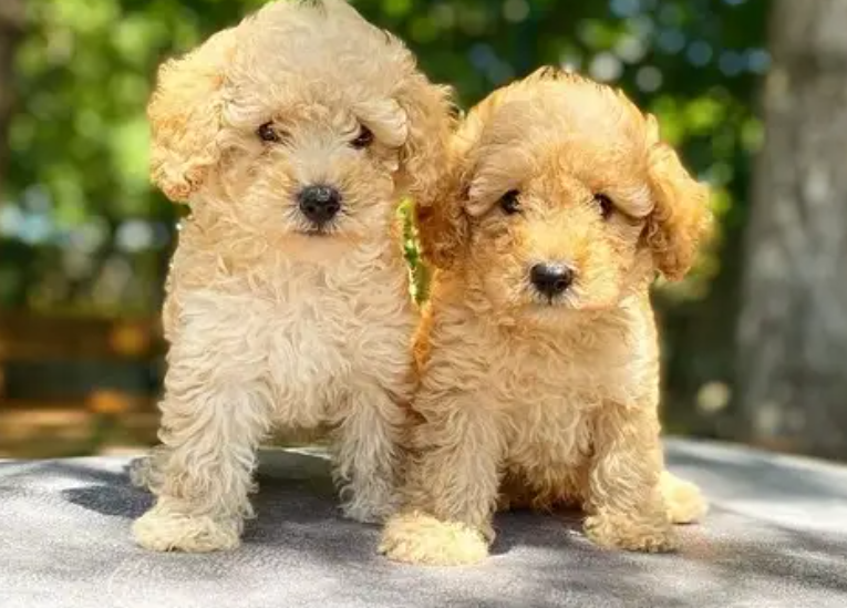 Maltipoo puppy Dog Delivery for sale in Beirut