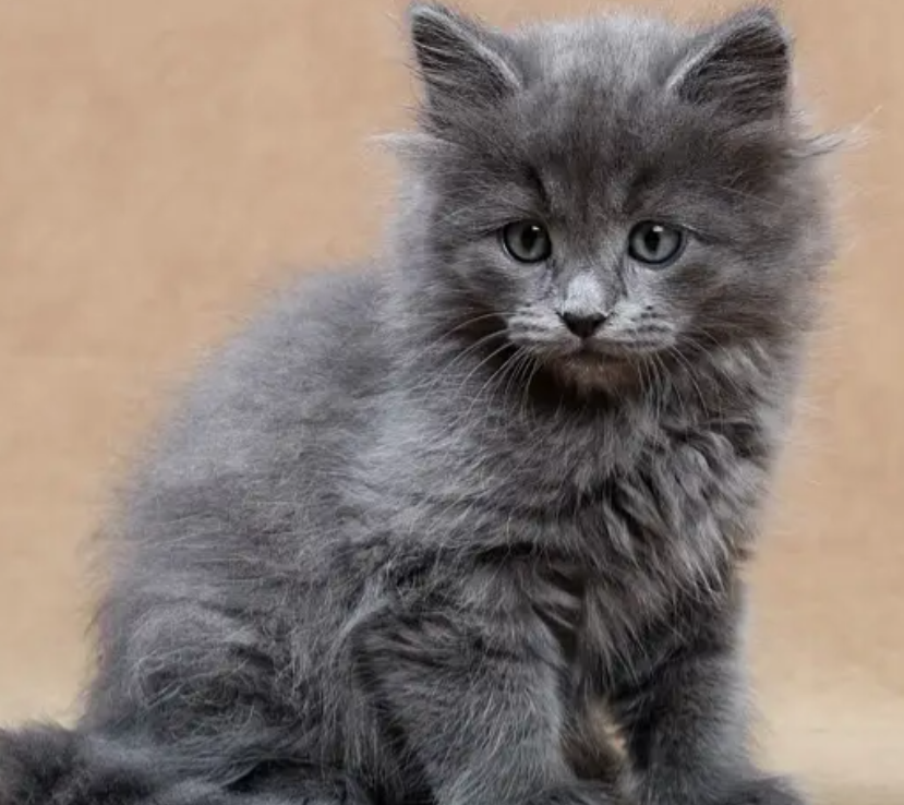 persian grey kitten for sale in Metn