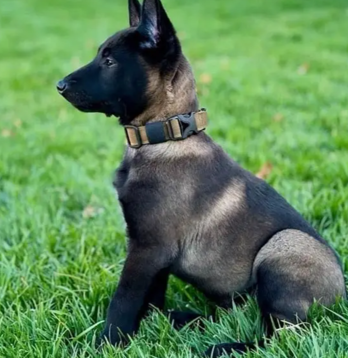 Strong Malinois puppies for sale in Beirut