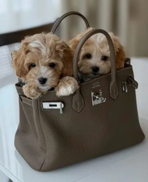 Beautifull Maltipoo Puppies for sale in Metn