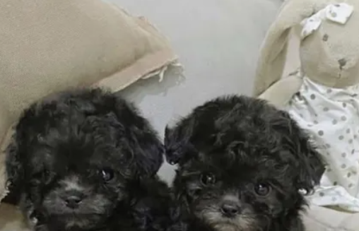Beautifull Imported Poodle Puppy for sale in Metn