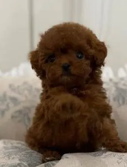 Toy Poodle Puppies for sale in Fanar Metn