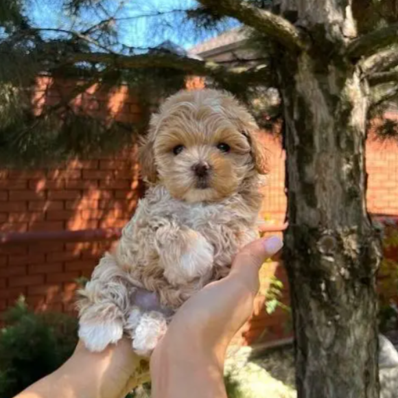 Smallest Maltipoo Puppies/ dog for sale in  Jounieh Keserouan